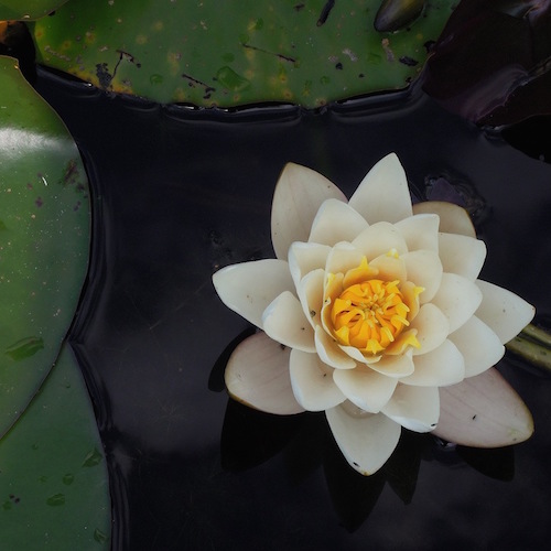 Lotus Pond